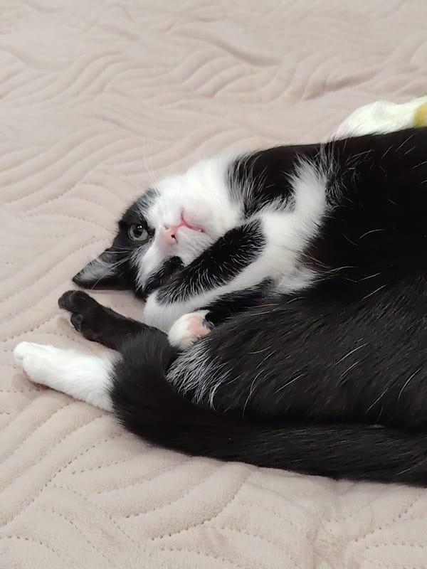 Cats observed lounging, playing in domestic setting over 30 minutes