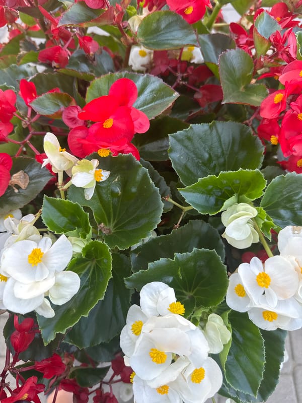 Overhead close-up of mixed begonias in bloom, Warsaw