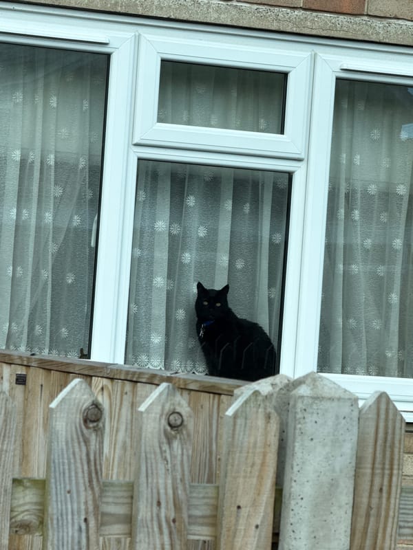 Black cat sits on window ledge in Great Yarmouth