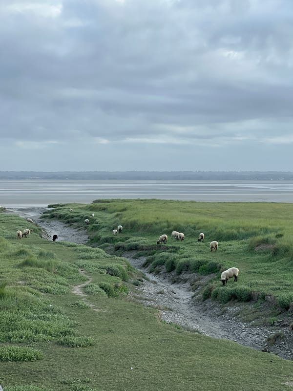 Early morning pastoral activity documented at Mont-Saint-Michel
