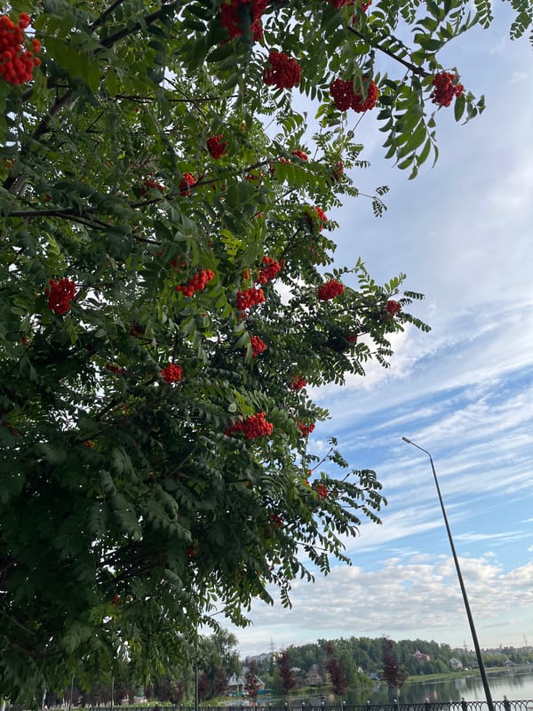 Summer morning scenes across Blagoveshchensk's streets and parks