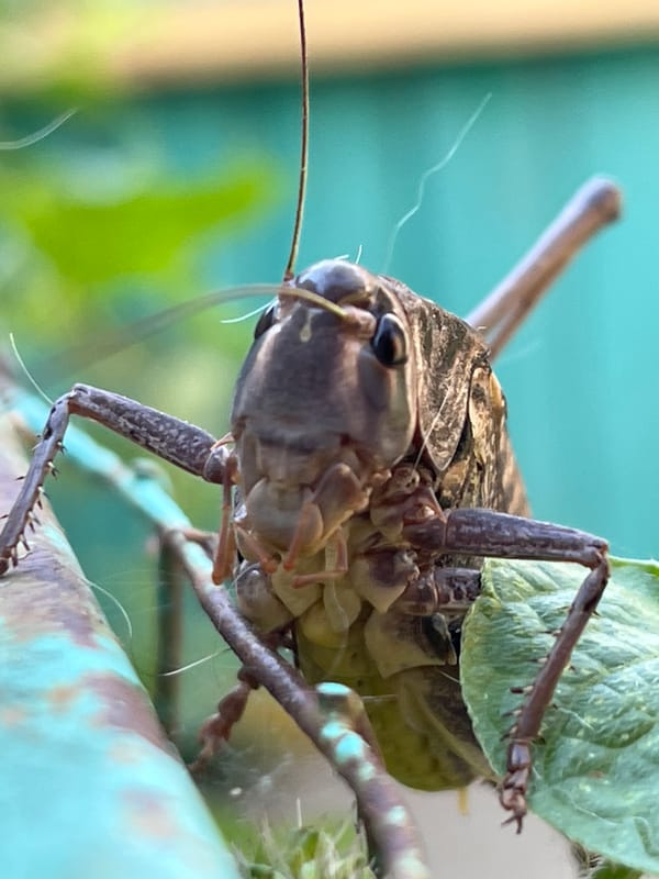 Backyard bugs, cats, and doodles in rural Russia