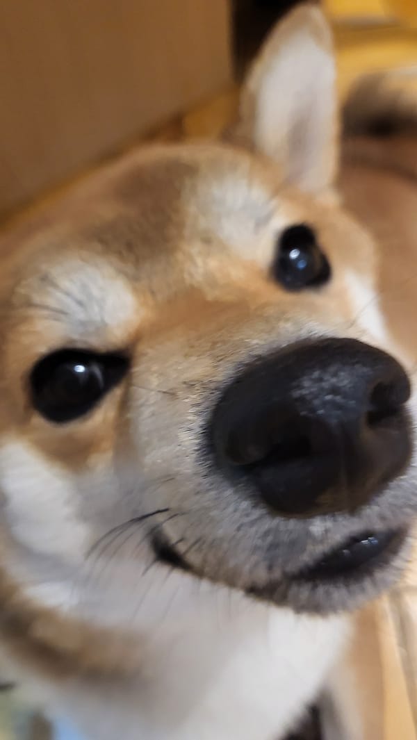 Family snapshots captured in Markovskii home over six minutes