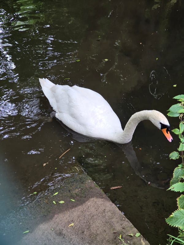 Swans and riverside wildlife along a Northampton canal