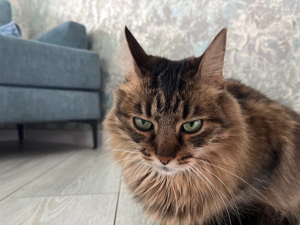 Green-eyed tabby cat at home in Babruysk