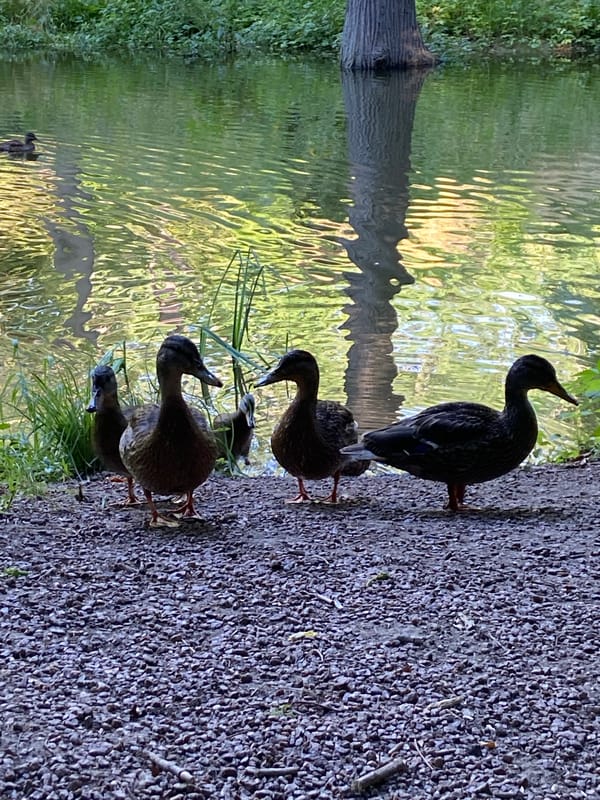 Afternoon in Sofiyivka Park — lily pads, ducks, shaded paths