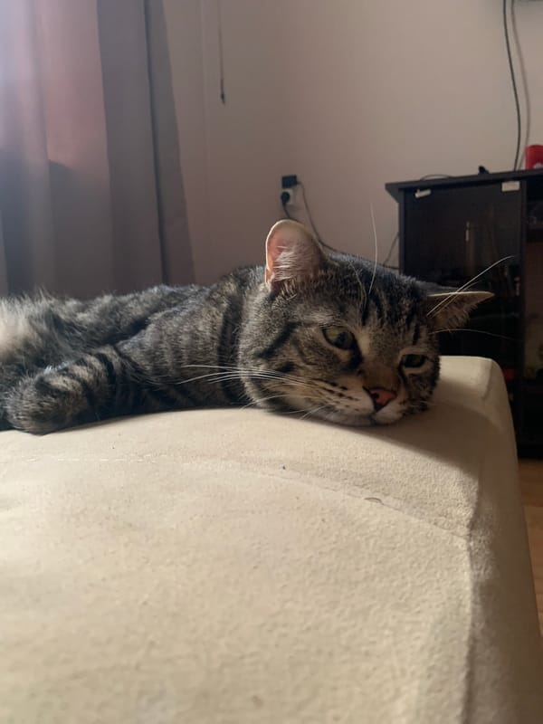 Tabby cats at rest in a Stavropol home