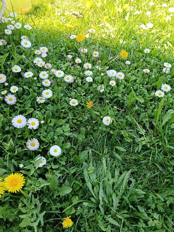 Spring blooms documented across Russian village during morning walk