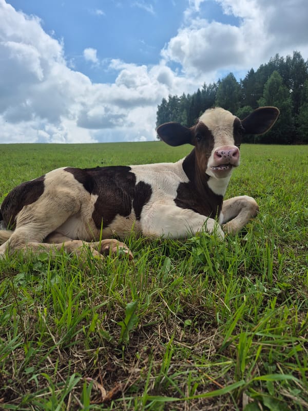 Spotted calf resting in a grassy field in rural Russia