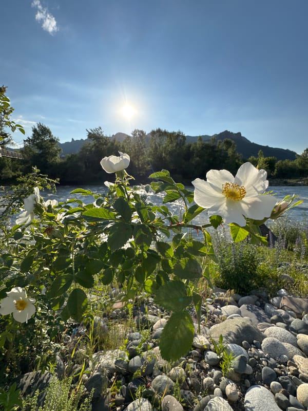 Suspension bridge and wildflowers along a Karachayevsk river