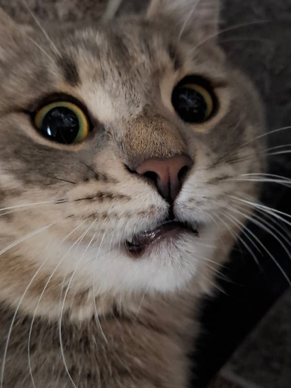 Gray tabby cat spotted resting on floor in Novi Sad