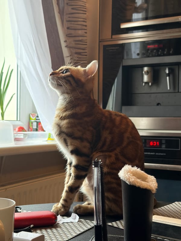 Brown tabby cat rests indoors near window in Russia
