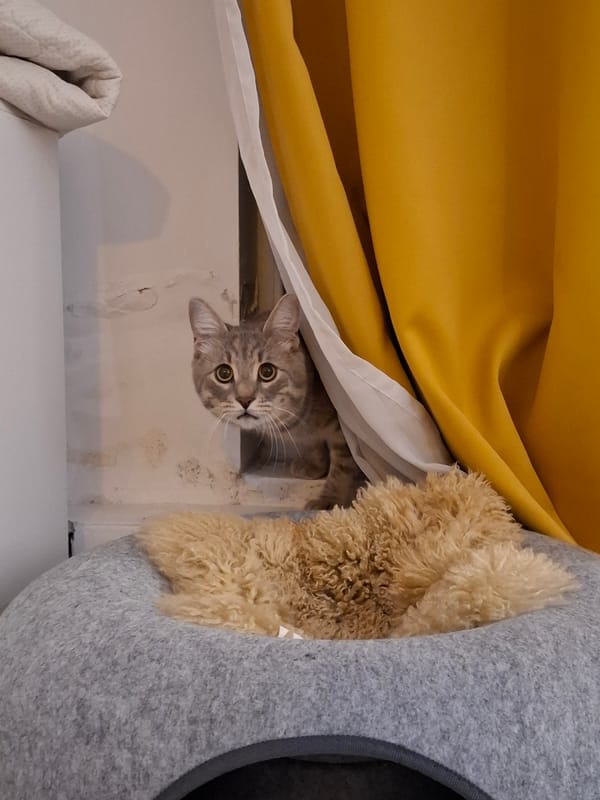 Grey tabby cat's evening at a Zemun apartment