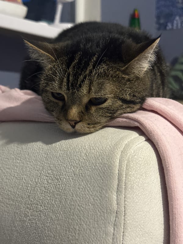 Tabby cat rests near furniture in Stavropol home