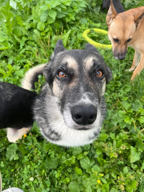 Multiple dogs photographed in a grassy rural yard, Nizhny Tagil