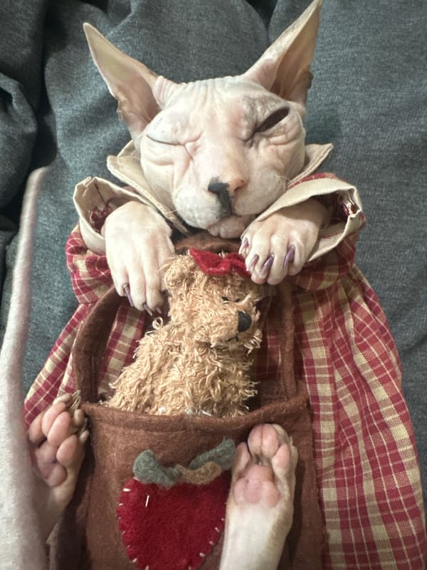 Sphynx cat photo shoot with costumes and props, Togliatti
