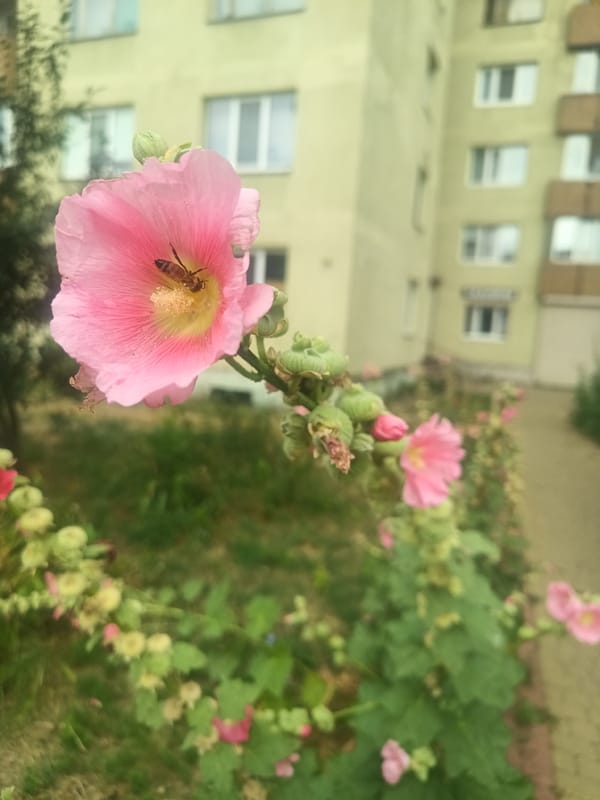 Summer blooms and bees in an Uzhhorod garden