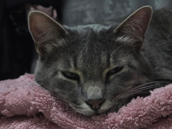 Gray tabby cat rests on pink blanket