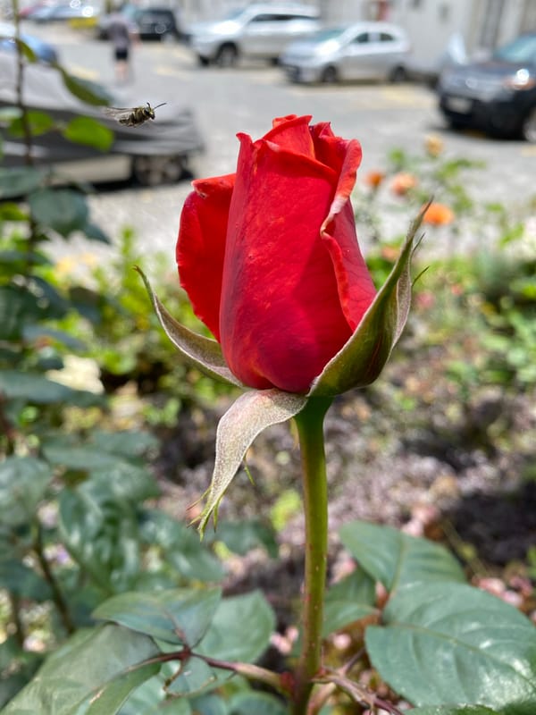 Garden rose and indoor objects documented in Quito