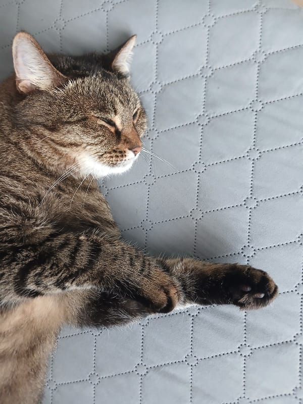 Tabby cat naps, grooms, and lounges on a quilted surface