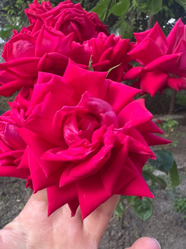 Bulgarian garden in full bloom, produce and flowers up close
