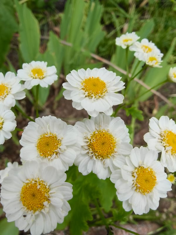 Garden walk through blooming Kryvyi Rih neighborhoods