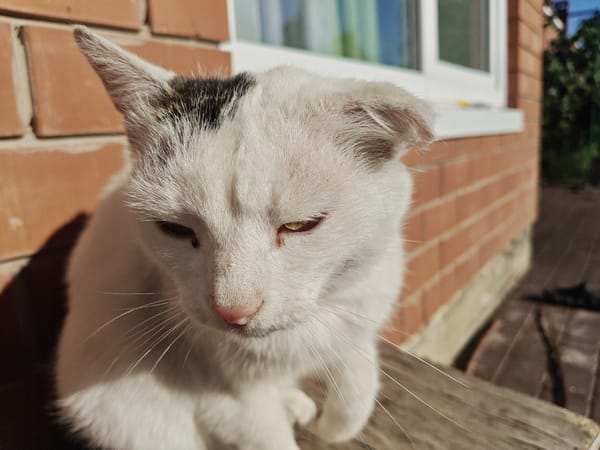 Cats napping, dogs lounging, and a few quiet indoor scenes