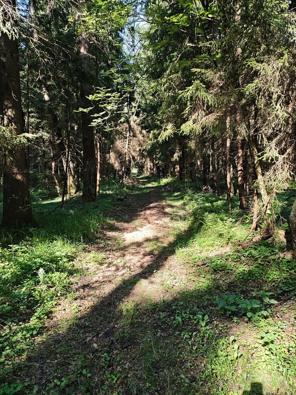 Morning forest walk documented in Боровково, Russia