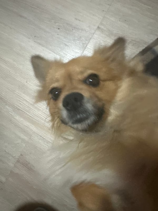 Dog rests peacefully on floor in Plovdiv apartment