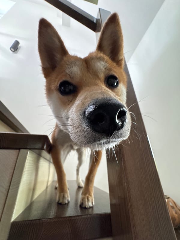 Dog plays indoors, lilacs bloom in Carnikava morning