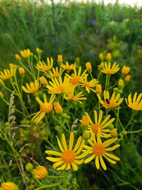 Macro shots of wildflowers and grasses up close