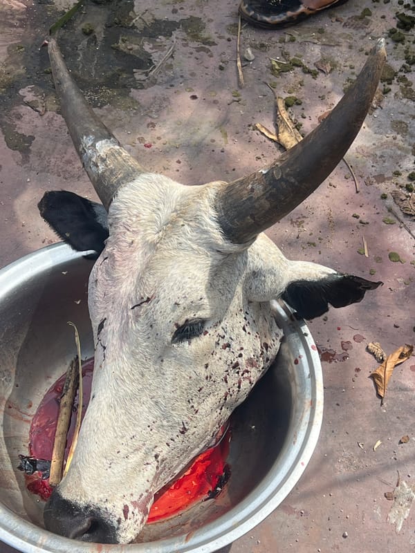 Bovine head found in metallic basin in Onitsha
