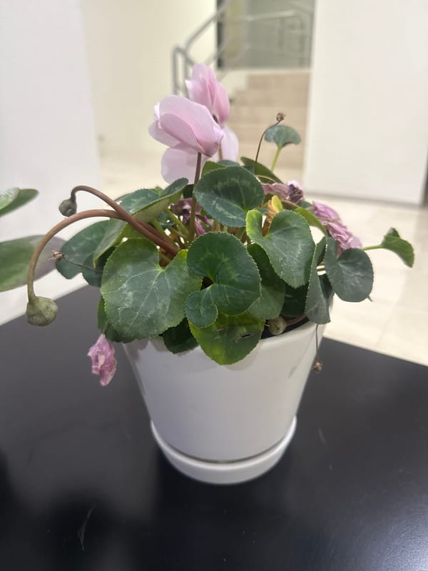 Cyclamen plant with wilting pink flowers observed in Mexico