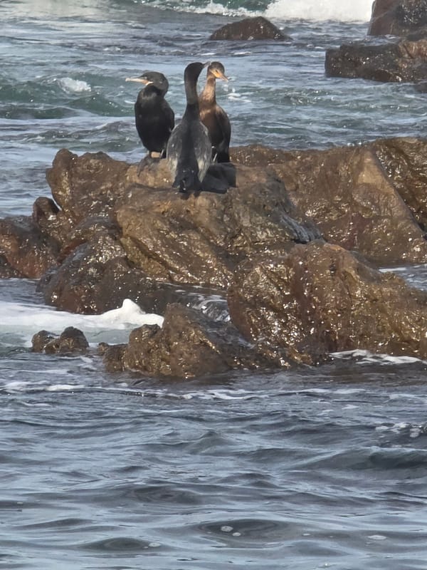Seabirds and vultures gather on rocky Iquique coastline