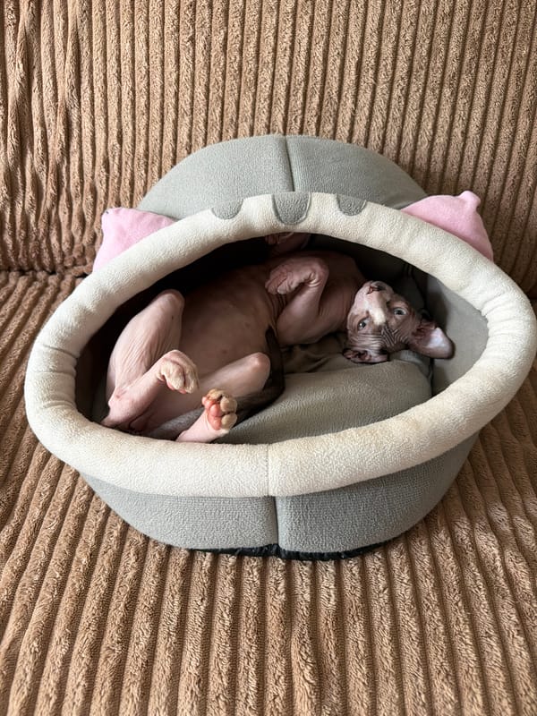 Sphynx cat relaxing around an Odesa apartment