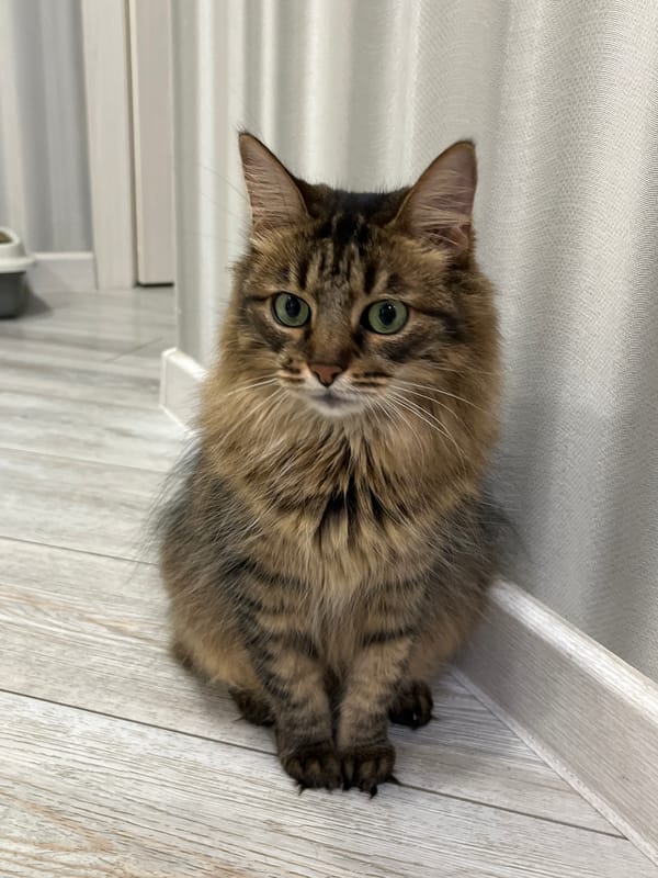 Fluffy green-eyed tabby cat at home in Babruysk