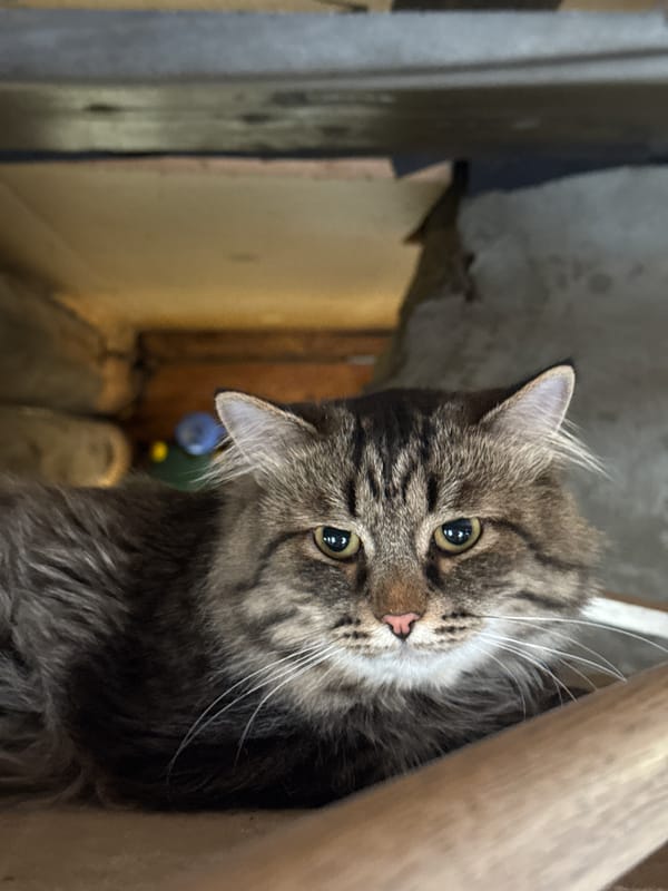 Rural Russian village life documented through pets and construction