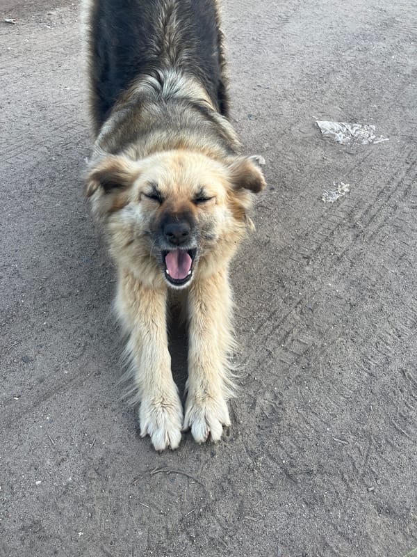 Early morning fishing trip with dogs in Chaikovsky garage district