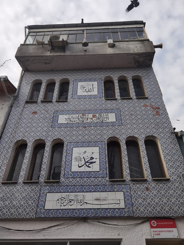Stray Dogs and Cat Spotted During Dawn Hours in Prince Islands