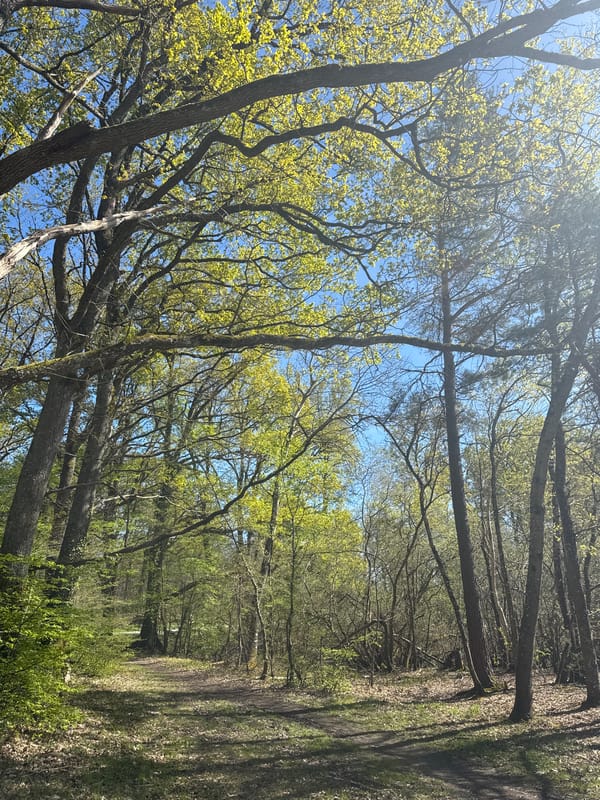 Forest landscape captured in Combreux, France