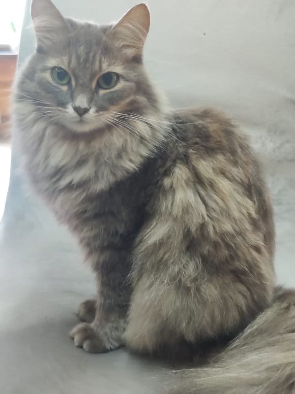Morning selfies with cat captured in Chaikovsky amid fog