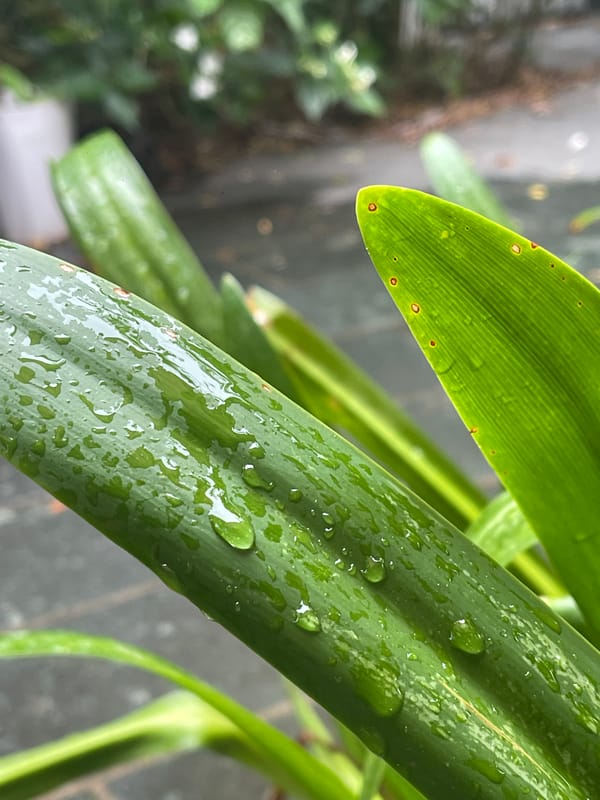 Rainy morning at a meditative garden space in Đà Nẵng
