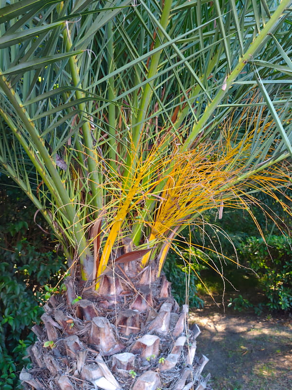 Sochi's subtropical street flora up close in summer bloom