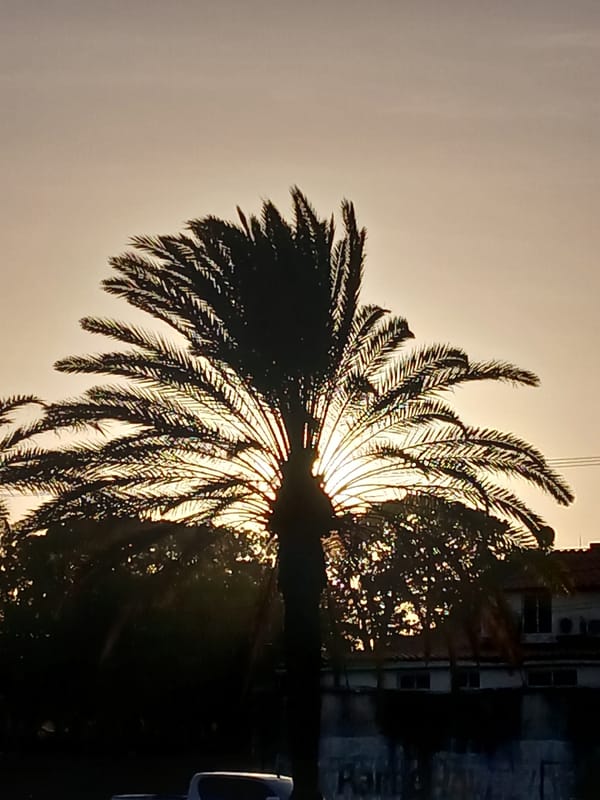 Palm tree photographed against clear sky in Ciudad Guayana