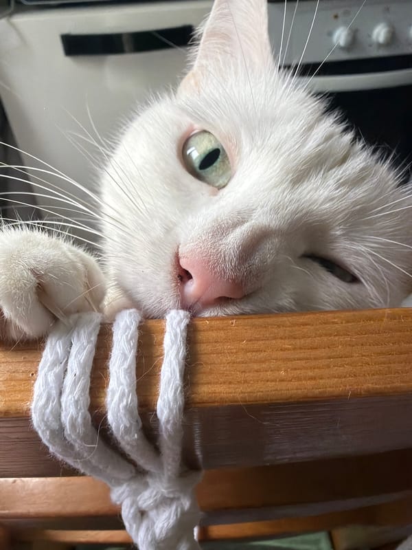 White cat watches macramé crafting session in Staraya, Russia