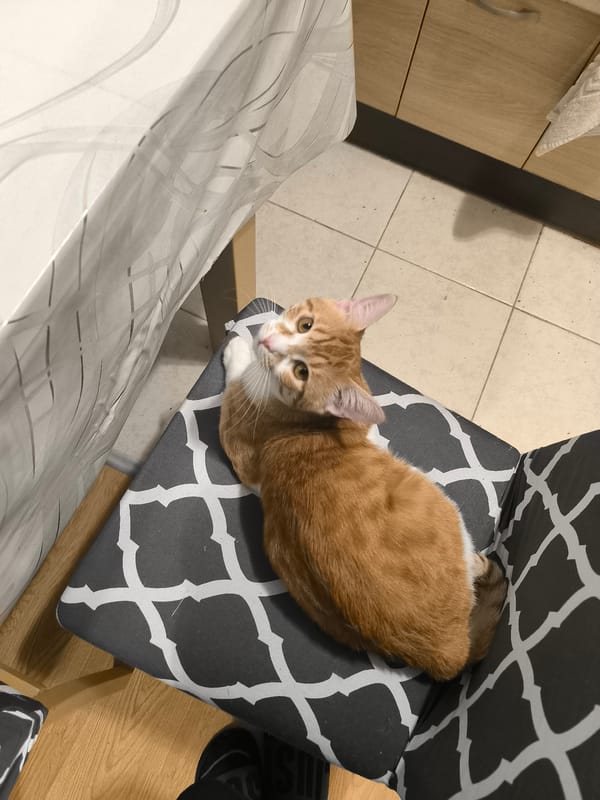 Cat's daily routine captured in Varna home