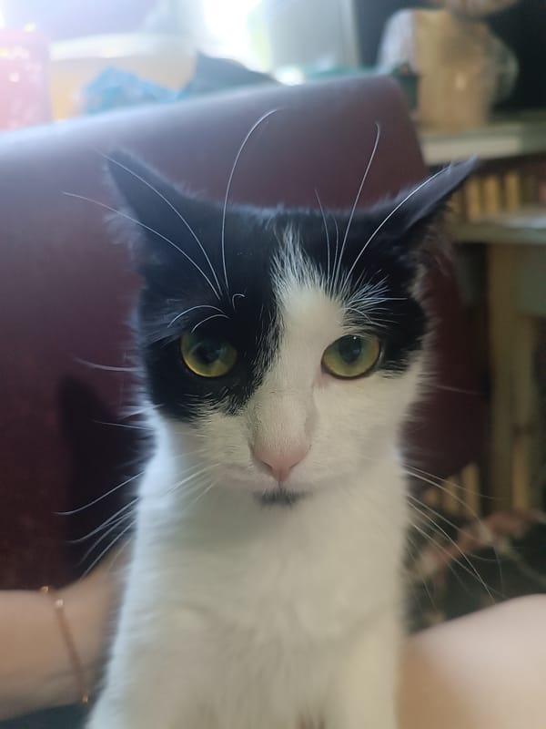 Black and white cat with green eyes, indoors in Kharkiv