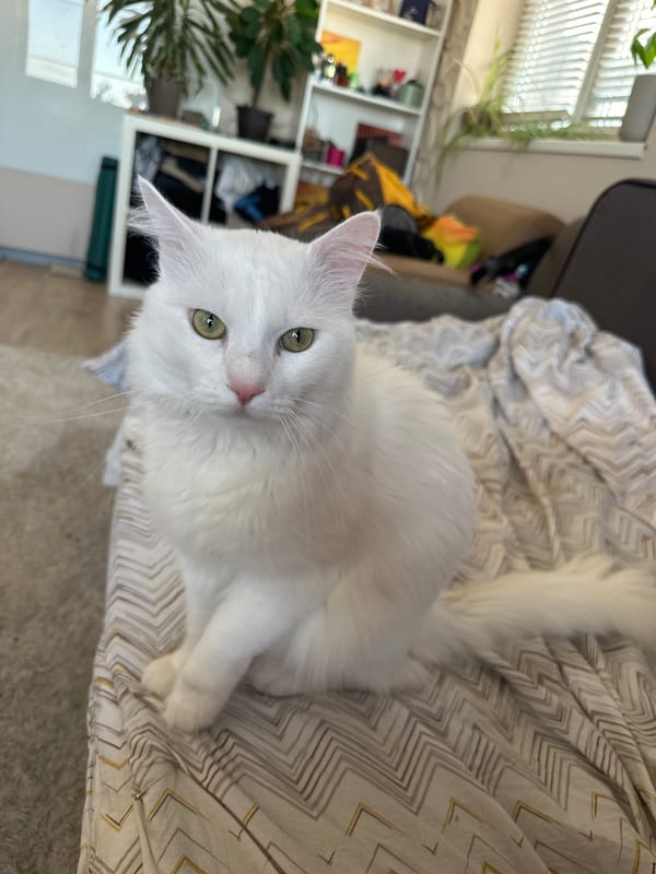 White cat rests on blanket in Sofia home