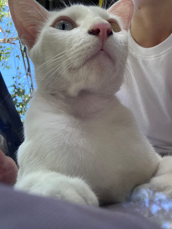 Cats napping and lounging around a Koh Phangan home