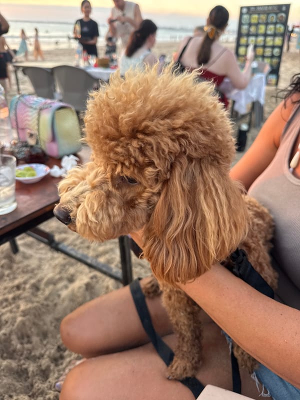 Sunset drinks, beach umbrellas, and a poodle in Kuta Selatan